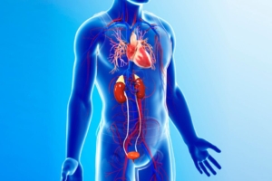 Coração e rim uma sinfonia em equilibrio para a saúde renal