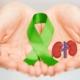 Doação de órgãos e transplante renal por que o Brasil está entre os primeiros países do mundo nestes procedimentos